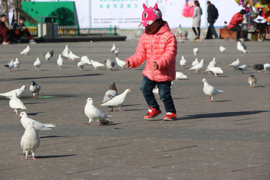 孩子与鸽子