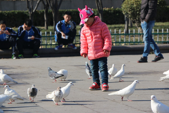 孩子与鸽子