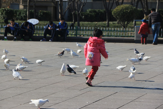 孩子与鸽子