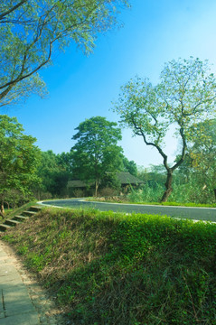 西溪湿地风景