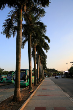 棕榈树 椰树