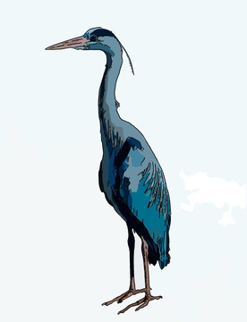 非洲鳥類