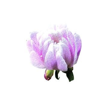 嬌艷的花彩墨