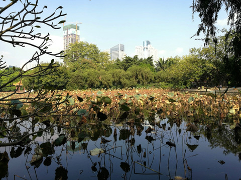 深圳罗湖洪湖公园