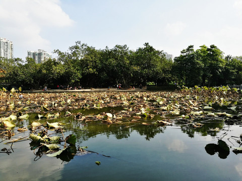 洪湖洪湖公园