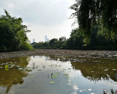 深圳洪湖公园风景