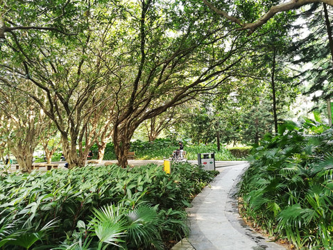 羅湖洪湖公園風(fēng)景