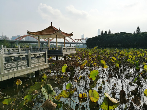 深圳罗湖洪湖公园