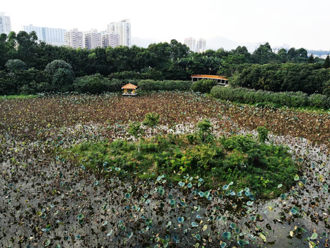 深圳罗湖洪湖公园荷花景区