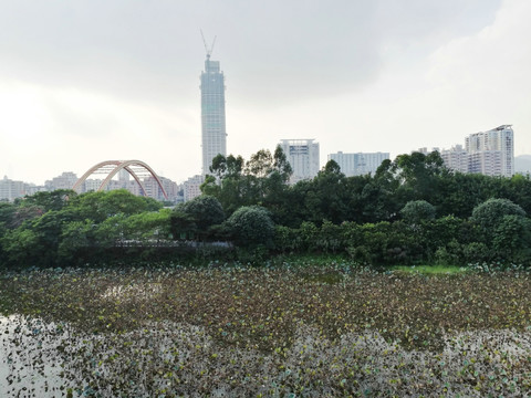 深圳罗湖洪湖公园