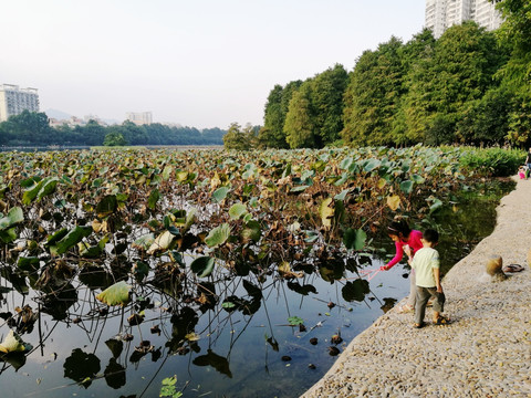 深圳罗湖洪湖公园荷塘