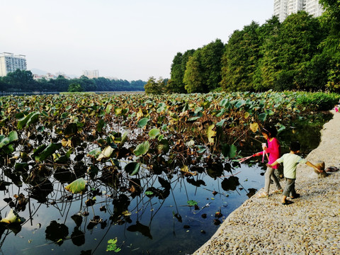 深圳洪湖公园荷塘