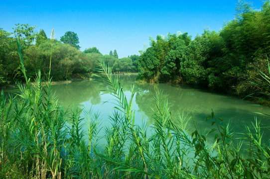 杭州绿肺西溪湿地