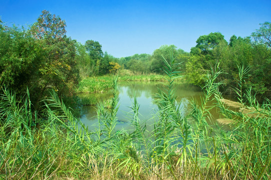 西溪湿地风景美