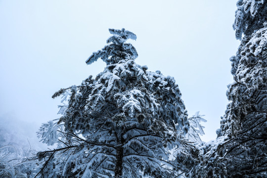 雪中的松树