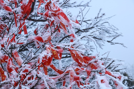 雪中的枝叶