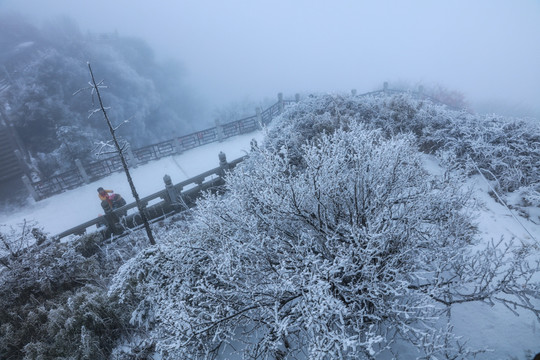 雪中的树林