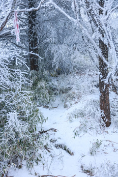 雪中的树林