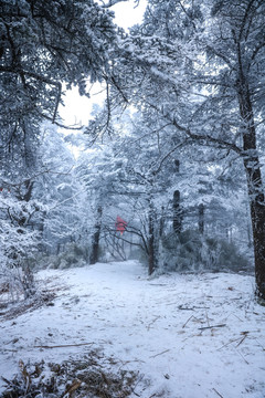 雪中的树林