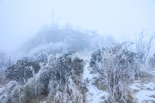 雪中的树林