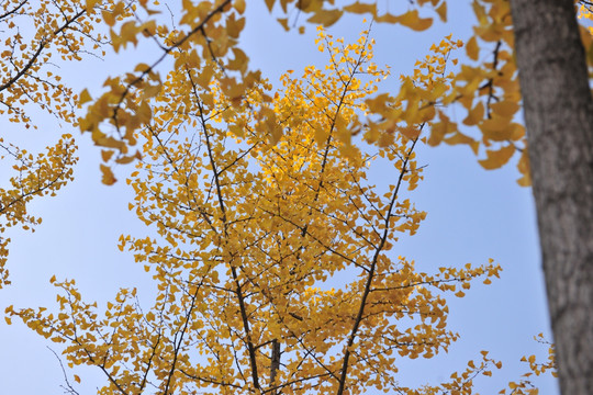 银杏树 黄色树叶