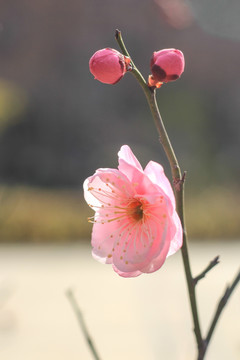 梅花之眼