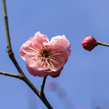 梅花与花蕾