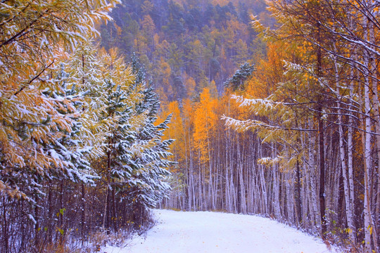 秋林雪路风景