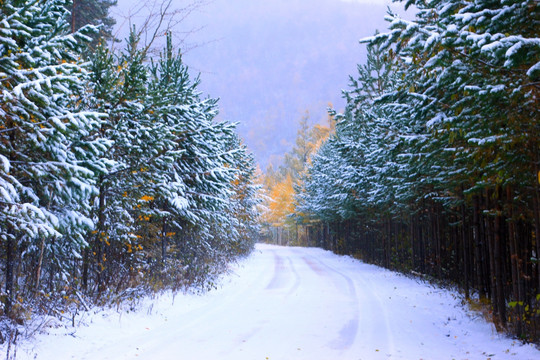 秋林雪路