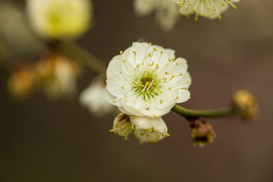 白梅花