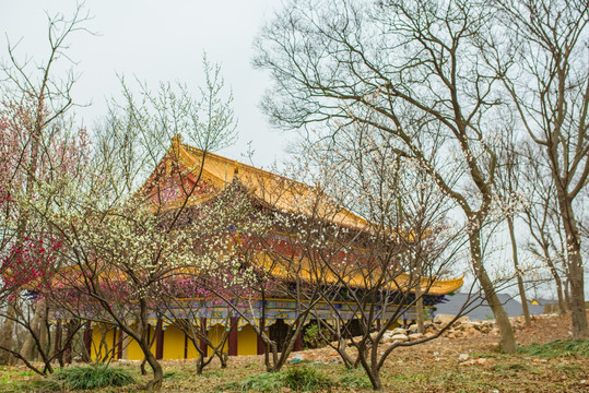 梅花古寺