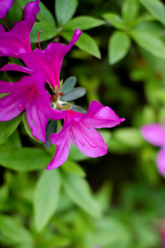 花特写