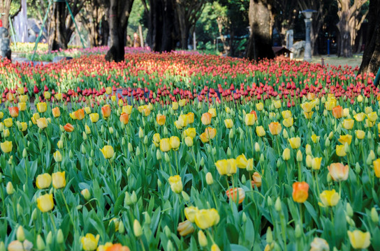 郁金香花海