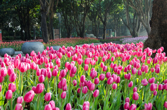 郁金香花园