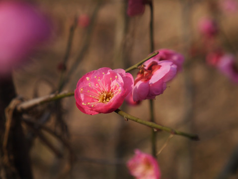 桃花