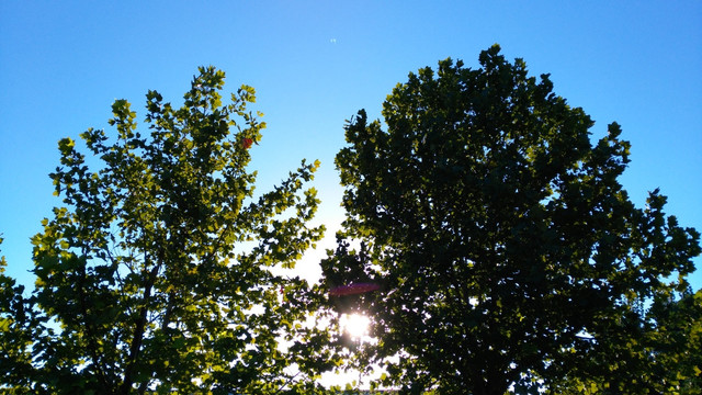 阳光蓝天下的树
