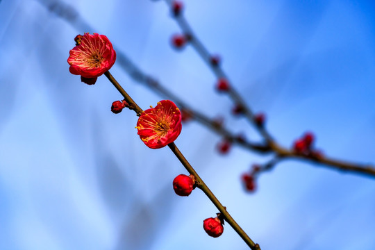 冬天梅花 花卉 春天花朵 枝条