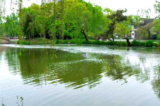 瘦西湖风光