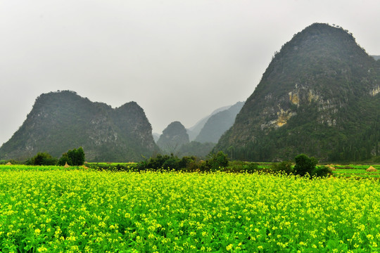 万峰林 油菜花