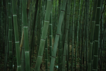 重庆森林山脉丛林竹林竹海