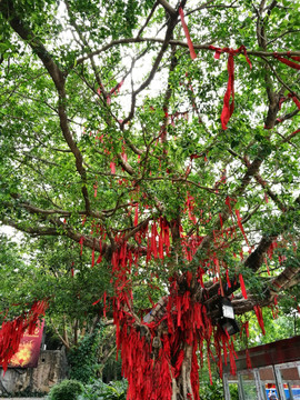 深圳东湖公园许愿树