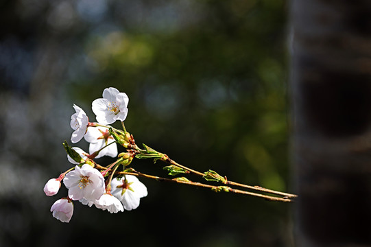 樱花