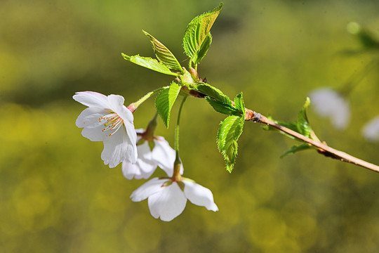櫻花