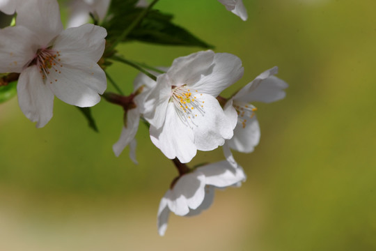 樱花