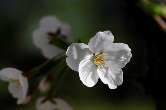 樱花