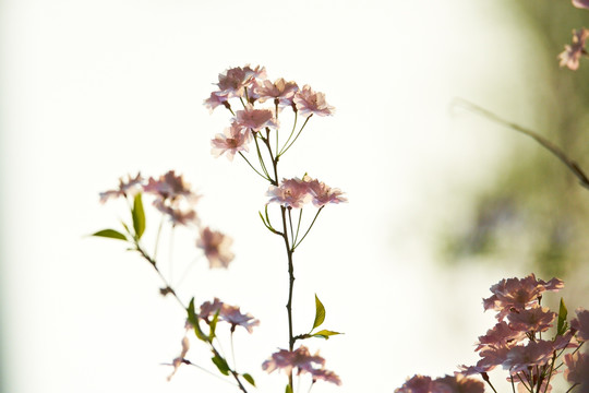 樱花