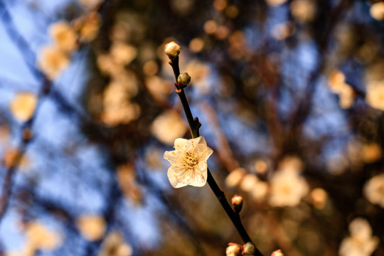 白梅花 梅花 白梅 梅枝 花蕾