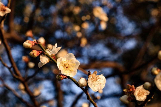 白梅花 梅花 白梅 梅枝 花蕾