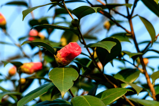 茶花