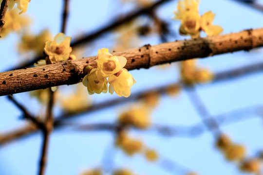 金梅花 蜡梅花 黄梅花 蜡梅